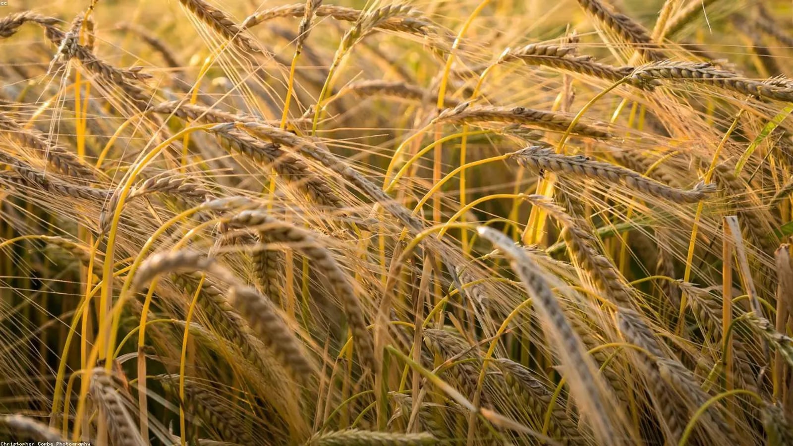 Agriculture category
